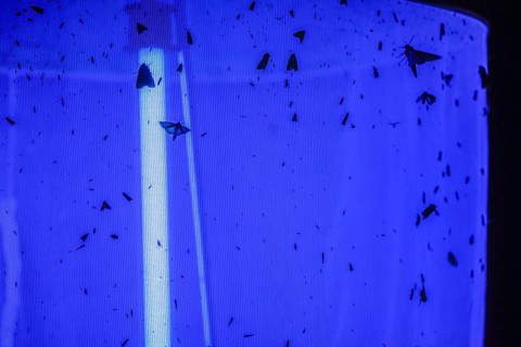 Moth moth around a ray of blue light on a light tent Light catch at night, Diepholz district, Lower