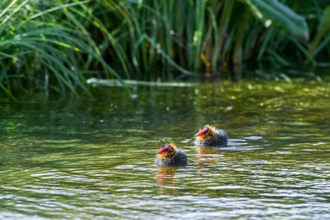 Two coot chicks (Fulica atra) swimming side by side in green water, Dümmer nature park Park, Lower
