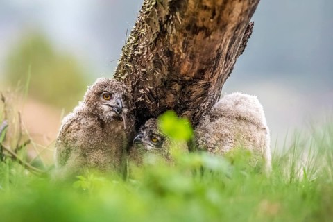 Three young eagle owls (Bubo bubo) resting next to a tree trunk in a green forest, Lower Saxony,