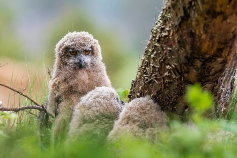 Three eagle owl (Bubo bubo) chicks sitting hidden in their nest near a tree in the grass, one young