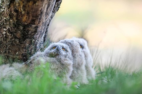 Eurasian Eagle-owl (Bubo bubo) chicks sitting hidden in their nest near a tree in the grass and