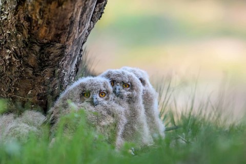 Three eagle owl (Bubo bubo) chicks sitting hidden in their nest near a tree in the grass and