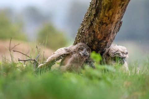 Two young eagle owls (Bubo bubo) sitting under a tree with their siblings, surrounded by green