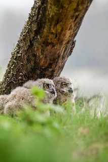 Two young eagle owls (Bubo bubo) look attentively at their surroundings next to a tree trunk in a
