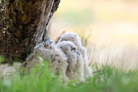 Four eagle owl (Bubo bubo) chicks sitting hidden in their nest near a tree in the grass, one young