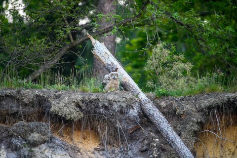 A young eagle owl (Bubo bubo) sitting next to a fallen tree and roots in the forest, Lower Saxony,