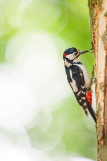 Great spotted woodpecker (Dendrocopos major) sitting vertically on a tree trunk and feeding its