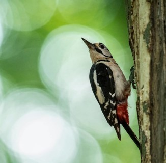 A great spotted woodpecker (Dendrocopos major, Syn.: Picoides major) sitting on a tree trunk in