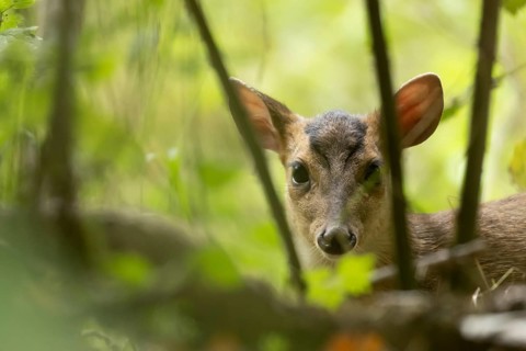 Muntjac deer (Muntiacus reevesi) juvenile baby fawn in a woodland, England, United Kingdom