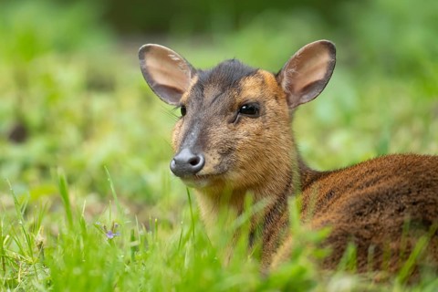 Muntjac deer (Muntiacus reevesi) adult animal sitting in grass, England, United Kingdom
