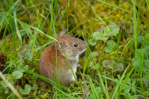 Field vole (Microtus agrestis) adult rodent animal in grassland, England, United Kingdom
