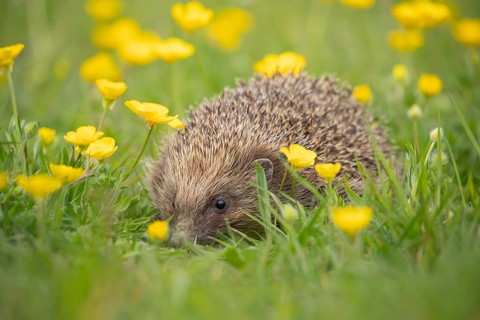 European hedgehog (Erinaceus europaeus) adult animal amongst Buttercup flowers in a meadow in