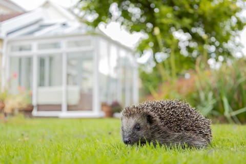 European hedgehog (Erinaceus europaeus) adult animal on a garden grass lawn with a house in the