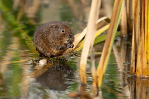 Water vole (Arvicola amphibius) adult animal feeding on pond weed in summer, RSPB Minsmere nature