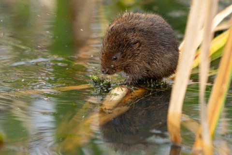 Water vole (Arvicola amphibius) adult animal on a reed stem in a pond in summer, RSPB Minsmere