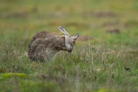 Rabbit (Oryctolagus cuniculus) adult animal washing its face, England, United Kingdom