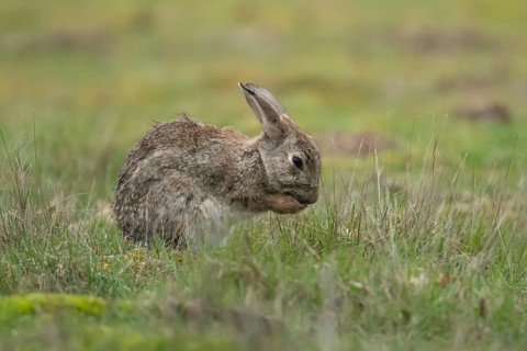 Rabbit (Oryctolagus cuniculus) adult animal washing its foot, England, United Kingdom