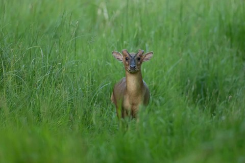 Muntjac deer (Muntiacus reevesi) adult animal sitting in grassland, England, United Kingdom