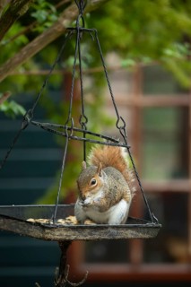 Grey squirrel (Sciurus carolinensis) adult animal eating bird food from a garden bird feeder,