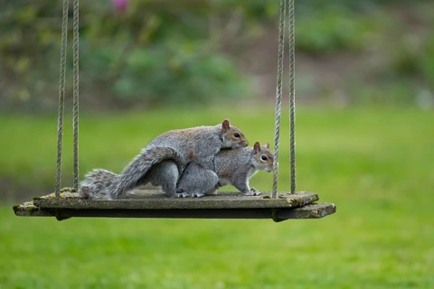 Grey squirrel (Sciurus carolinensis) two adult animals in love mating on a garden swing, England,
