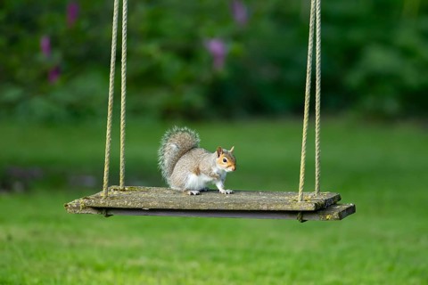 Grey squirrel (Sciurus carolinensis) adult animal on a garden swing, England, United Kingdom