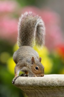 Grey squirrel (Sciurus carolinensis) adult animal drinking water from a garden bird bath in summer,