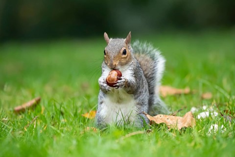 Grey squirrel (Sciurus carolinensis) adult animal feeding on a Horse chestnut nut or conker in