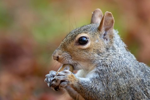 Grey squirrel (Sciurus carolinensis) adult animal eating an acorn, England, United Kingdom