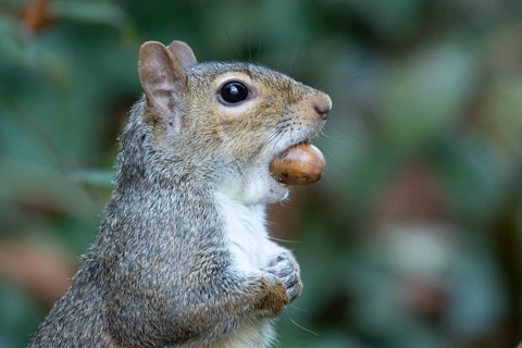 Grey squirrel (Sciurus carolinensis) adult animal with an acorn nut in its mouth, England, United