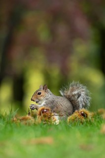 Grey squirrel (Sciurus carolinensis) adult animal feeding on sweet chestnut nuts in a woodland in