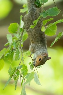 Grey squirrel (Sciurus carolinensis) adult animal hanging upside down in a tree in summer, England,