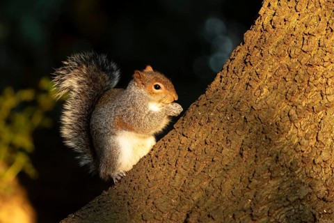 Grey squirrel (Sciurus carolinensis) adult animal eating a nut on a tree trunk in a woodland,
