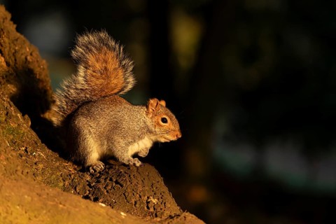 Grey squirrel (Sciurus carolinensis) adult animal on a tree log in a woodland, England, United
