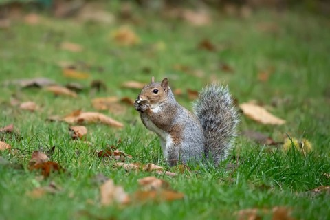 Grey squirrel (Sciurus carolinensis) adult animal feeding on fungi in autumn, England, United