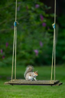 Grey squirrel (Sciurus carolinensis) adult animal on a garden swing, England, United Kingdom