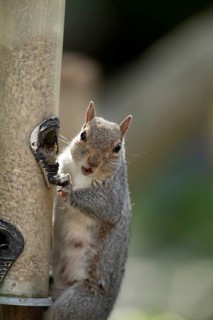 Grey squirrel (Sciurus carolinensis) adult animal eating sunflower seed hearts from a garden bird