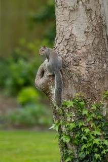 Grey squirrel (Sciurus carolinensis) adult animal on a tree trunk, England, United Kingdom