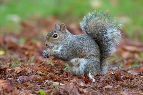 Grey squirrel (Sciurus carolinensis) adult animal eating an acorn in autumn, England, United
