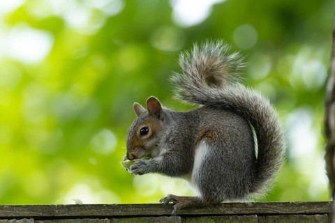 Grey squirrel (Sciurus carolinensis) adult animal eating a walnut tree nut on a wooden garden