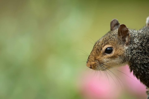 Grey squirrel (Sciurus carolinensis) adult animal head portrai, England, United Kingdom