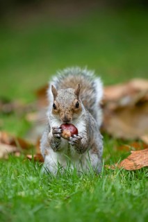 Grey squirrel (Sciurus carolinensis) adult animal feeding on a Horse chestnut nut or conker in