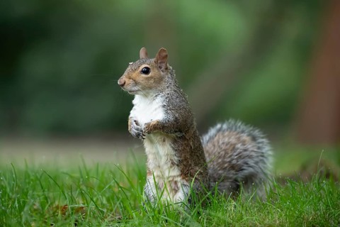 Grey squirrel (Sciurus carolinensis) adult animal standing on grass, England, United Kingdom