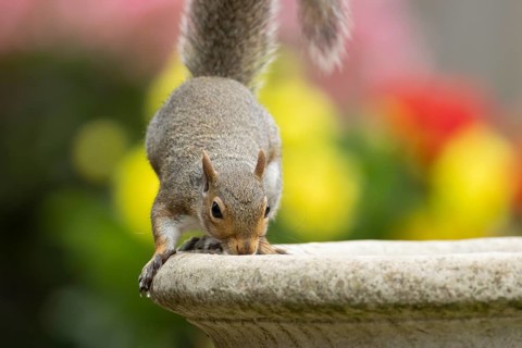 Grey squirrel (Sciurus carolinensis) adult animal drinking water from a garden bird bath in summer,