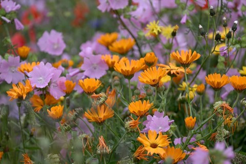 Species-rich, colourful flowering meadow with marigold (Calendula officinalis), Lower Rhine, North