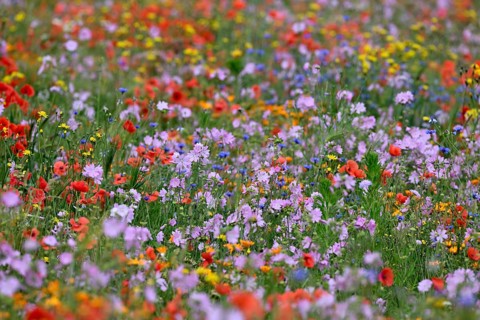 Species-rich colourful flowering meadow with musk mallow (Malva moschata) and poppy (Papaver