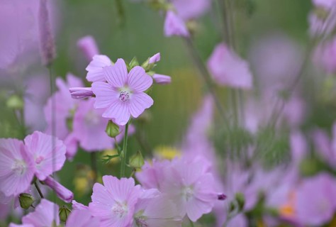 Species-rich, colourful flowering meadow with musk mallow (Malva moschata), Lower Rhine, North