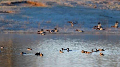Common Pochard (Aythya ferina), flying flock, Lower Rhine, North Rhine-Westphalia, Germany
