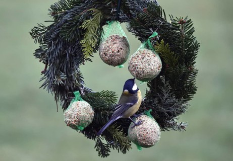 Great tits (Parus major) eating tit dumplings at the feeder, Schleswig-Holstein, Germany