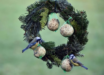 Blue tits (Cyanistes caeruleus) eating tit dumplings at the feeder, Schleswig-Holstein, Germany