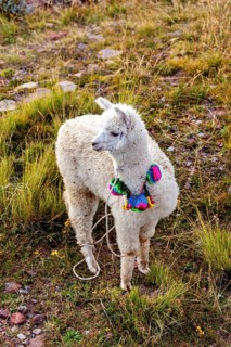An alpaca in colorful decoration stands in a green meadow in the mountains, a white llama on the